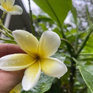 Plumeria yellow and white